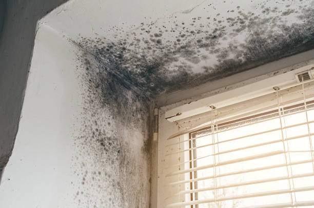 Trusted Crawl Space Mold Removal service in Marshall, IL - Cheap Mold Removal